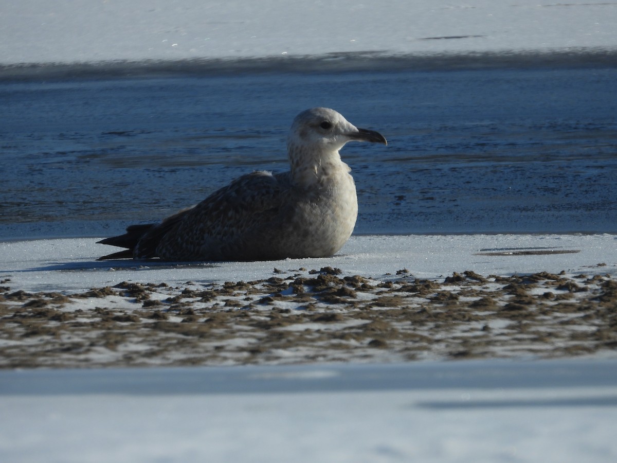 Möwe, unbestimmt - ML646469874