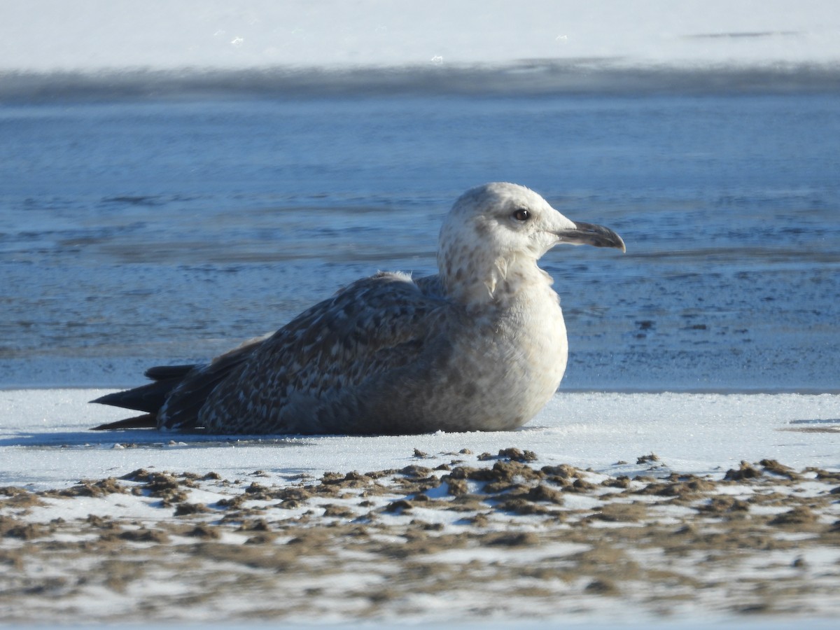 Möwe, unbestimmt - ML646469875