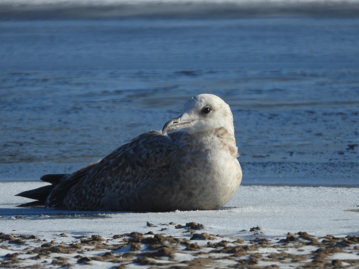 Möwe, unbestimmt - ML646469876