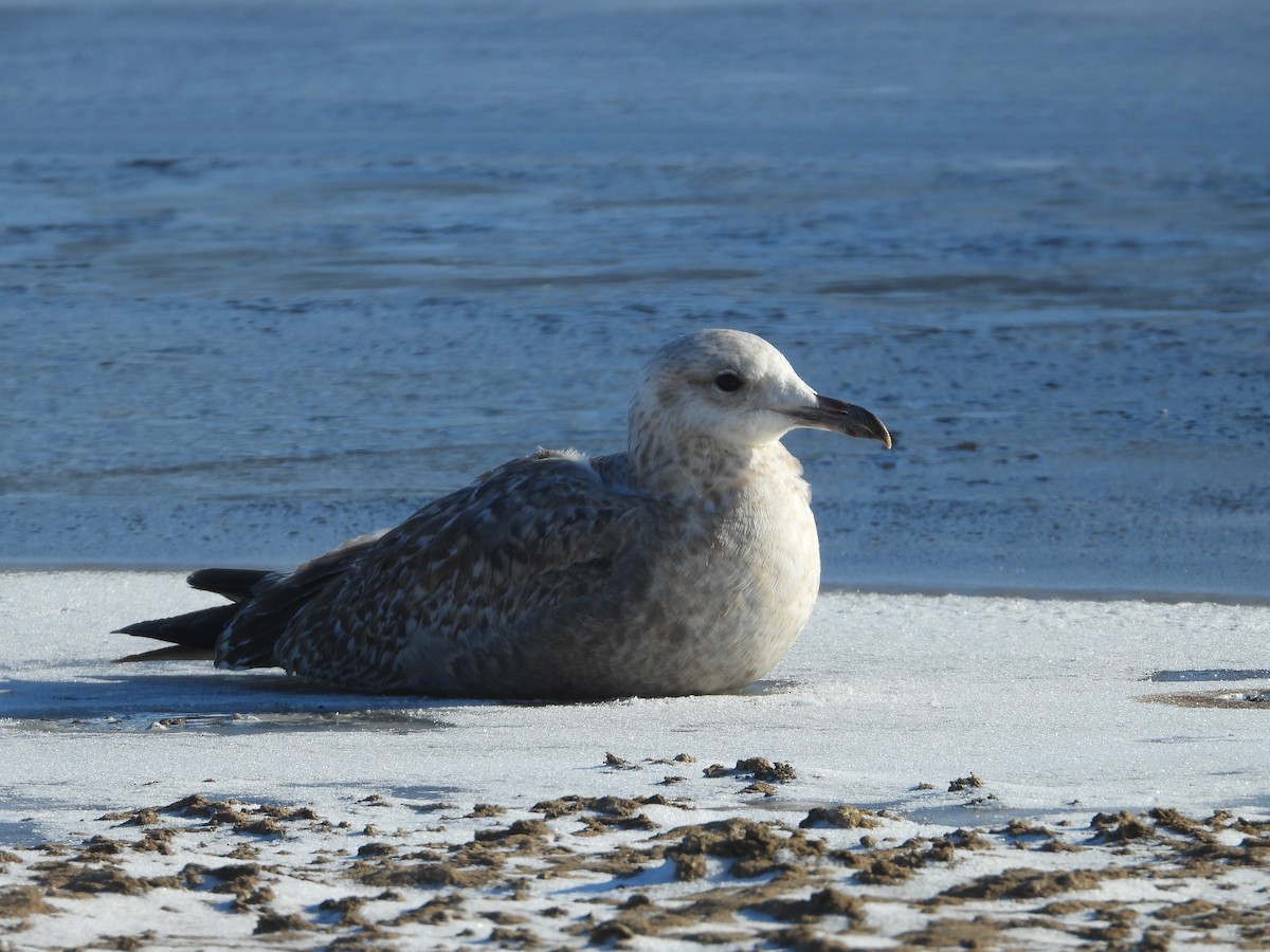 Möwe, unbestimmt - ML646469877