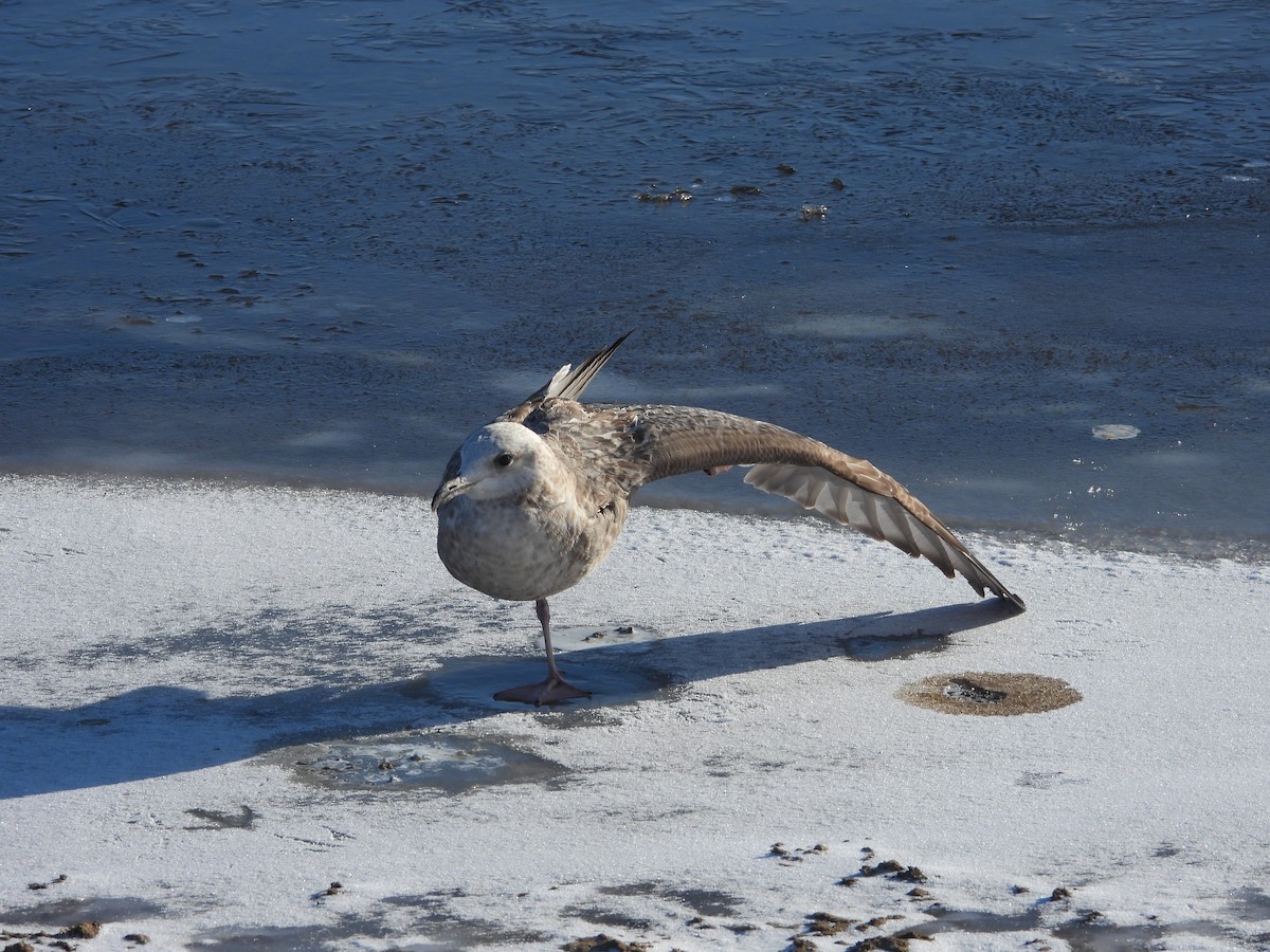 Möwe, unbestimmt - ML646469879