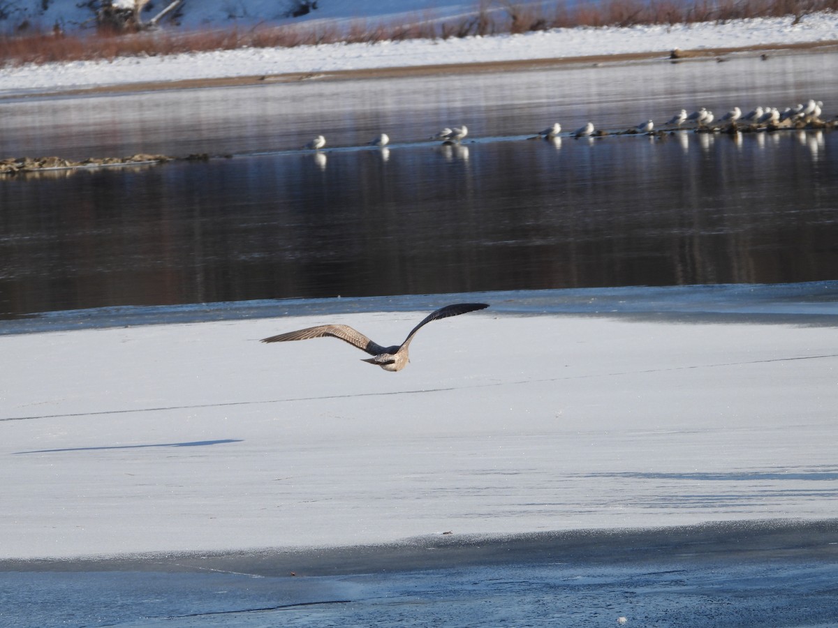 Möwe, unbestimmt - ML646469880