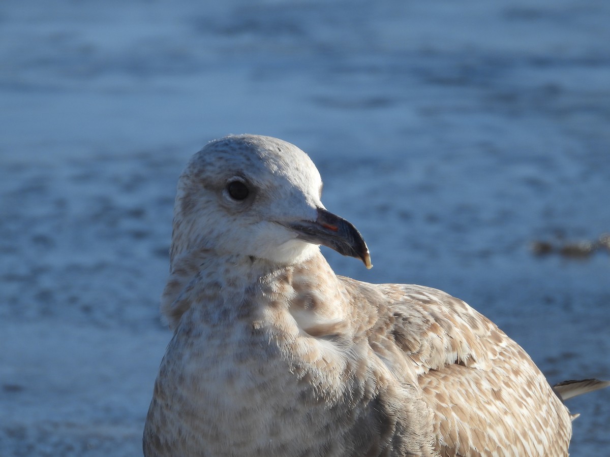 Möwe, unbestimmt - ML646469881