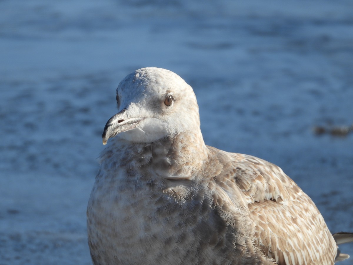 Möwe, unbestimmt - ML646469882