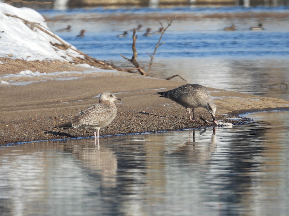 Möwe, unbestimmt - ML646469883