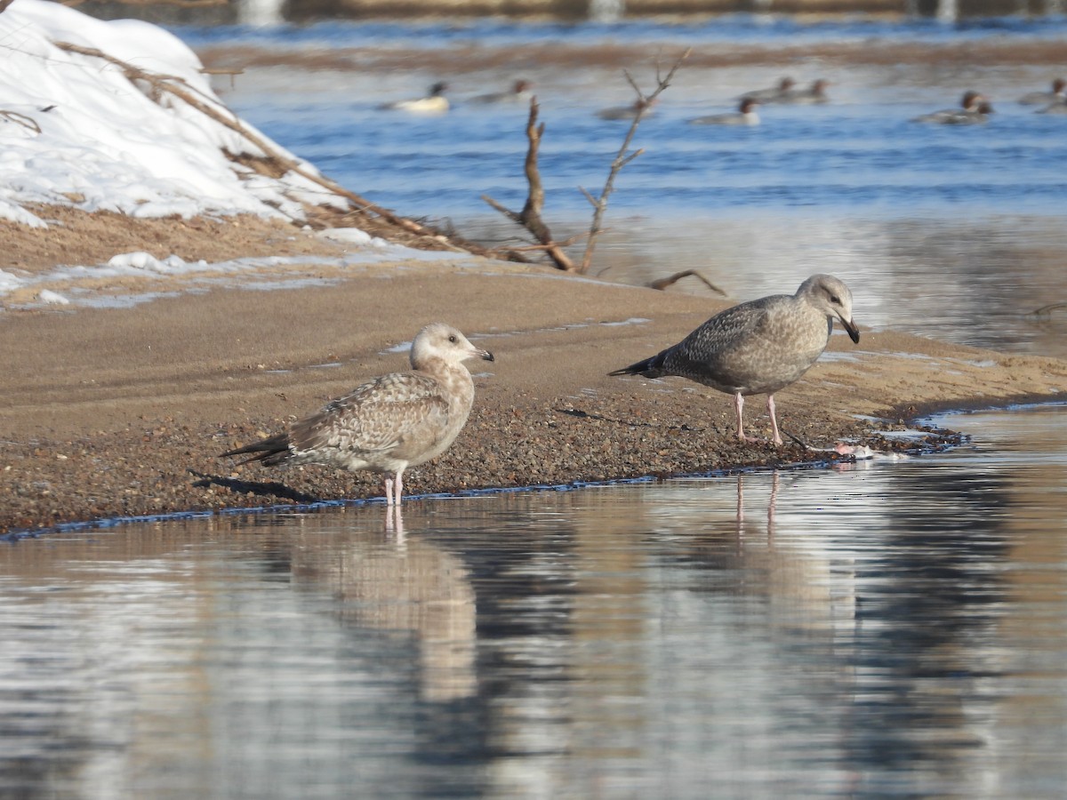 Möwe, unbestimmt - ML646469884