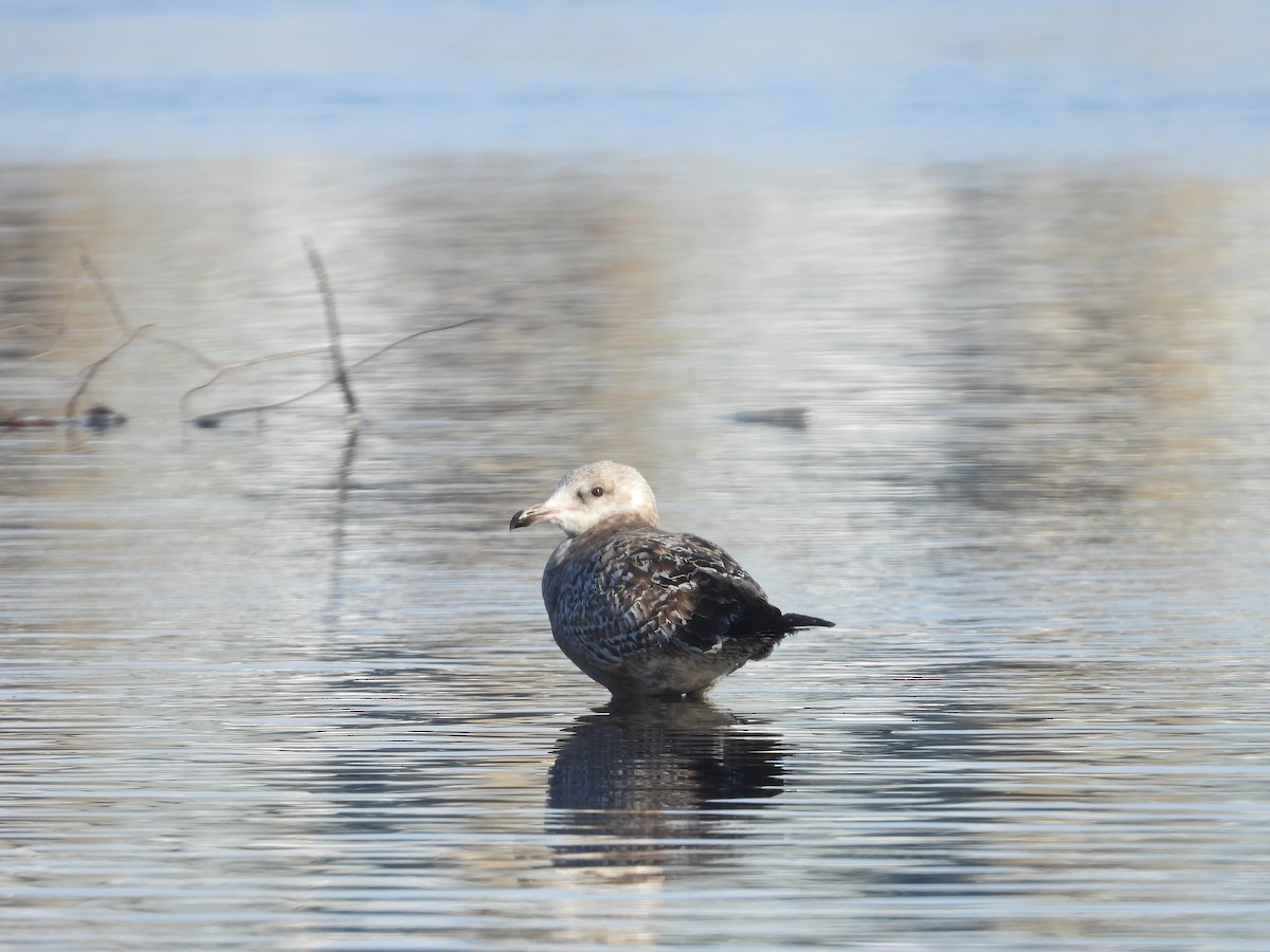 Möwe, unbestimmt - ML646469885