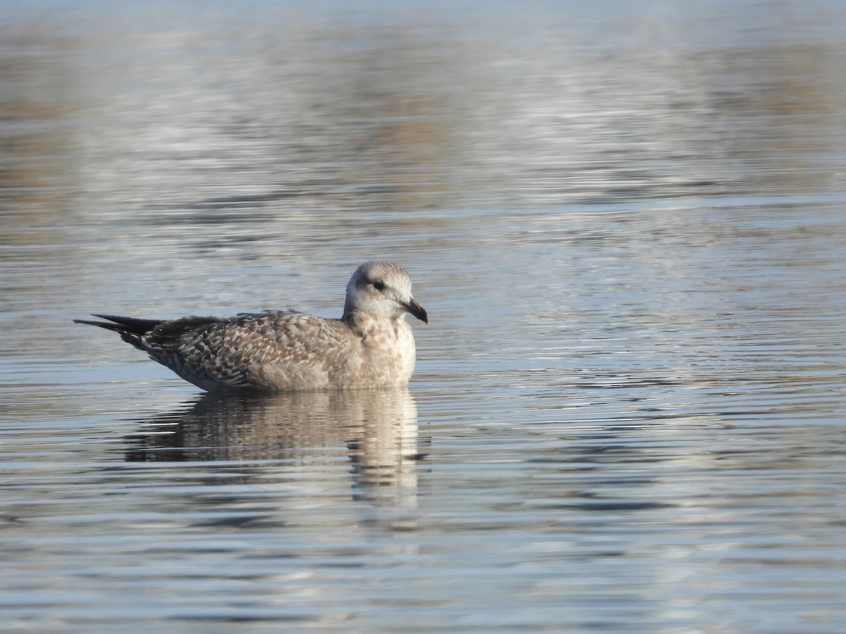 Möwe, unbestimmt - ML646469887