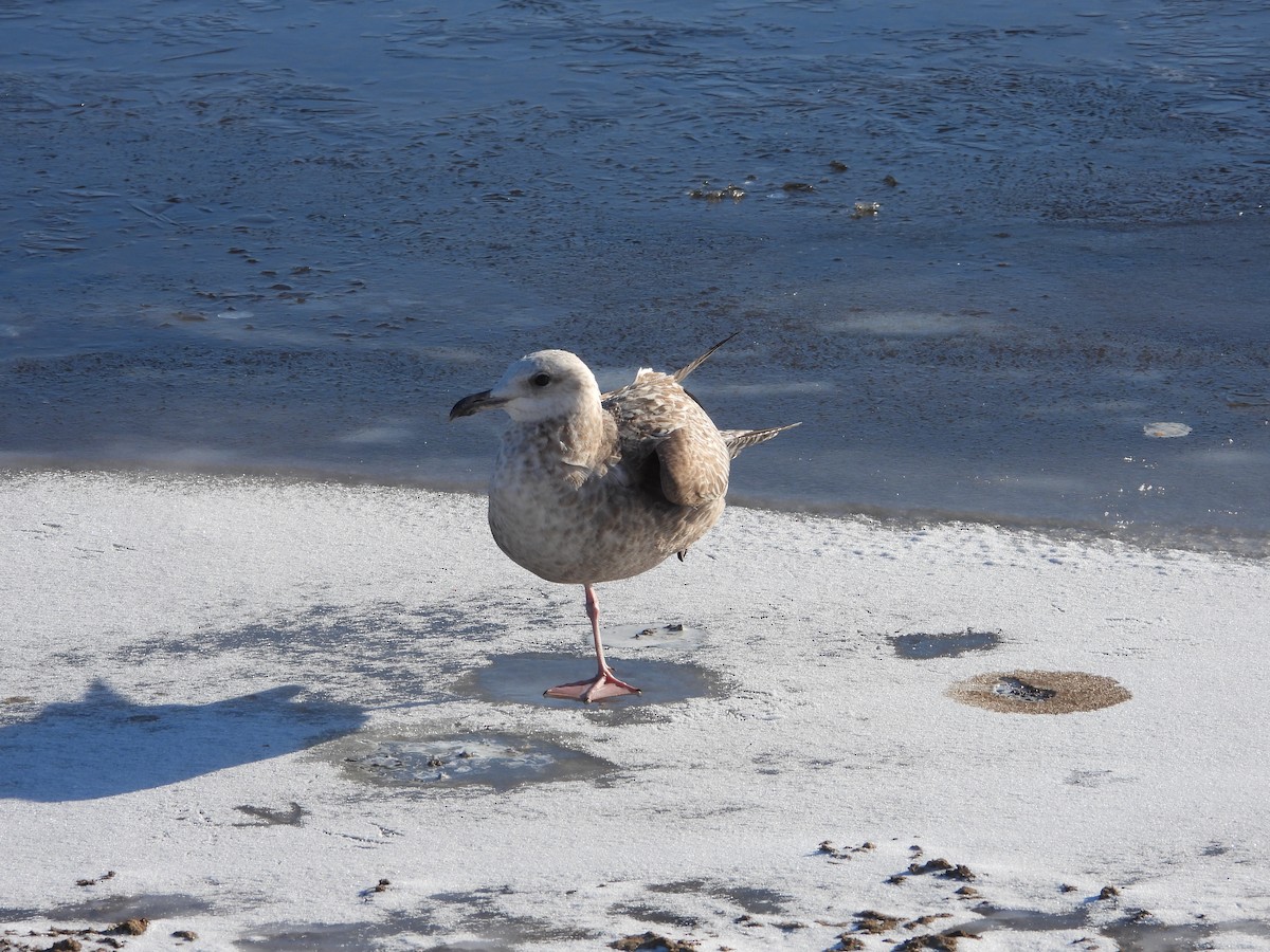 Möwe, unbestimmt - ML646469888