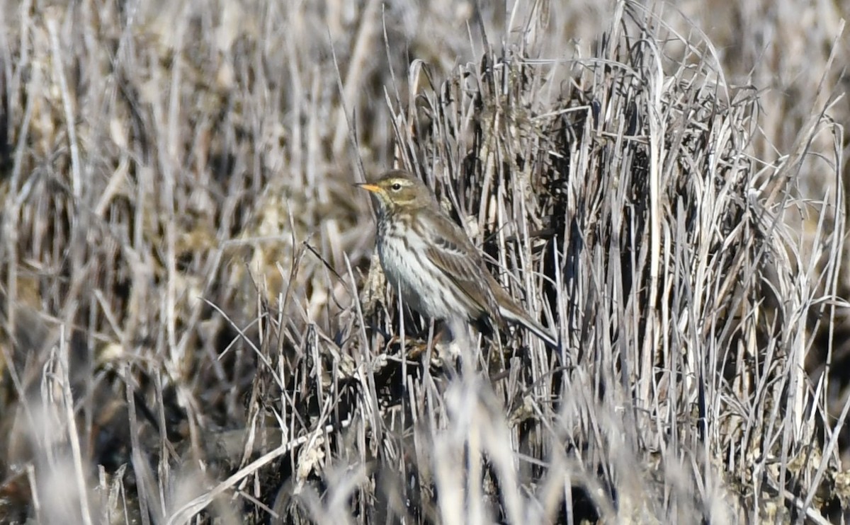 Щеврик гірський - ML646469889