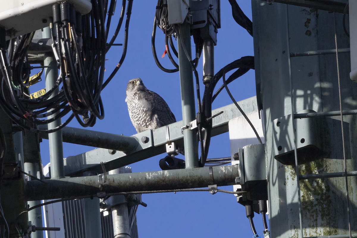 Gyrfalcon - ML646469892