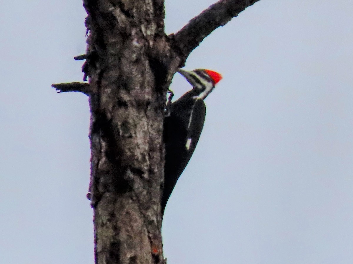 datel chocholatý - ML646469893