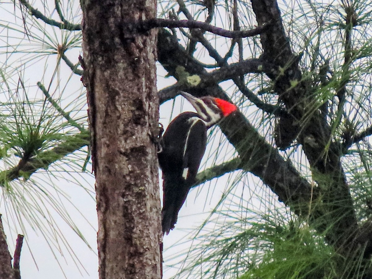 datel chocholatý - ML646469894