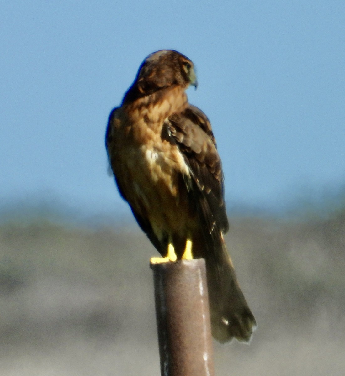 Northern Harrier - ML646469895