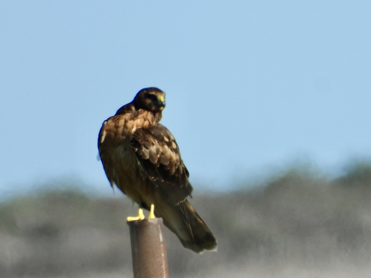 Northern Harrier - ML646469896