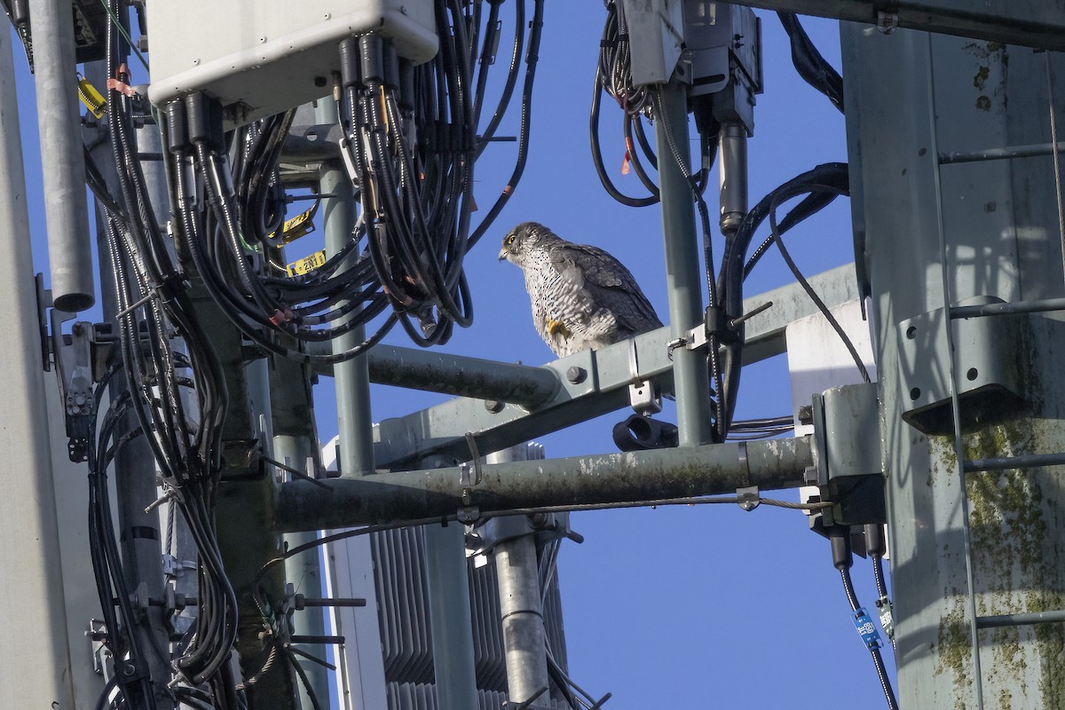 Gyrfalcon - ML646469898