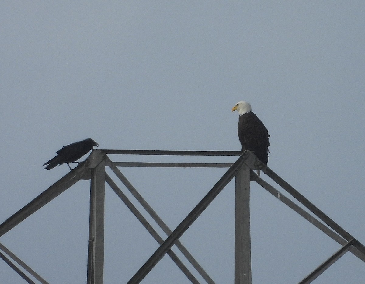 Bald Eagle - ML646469899