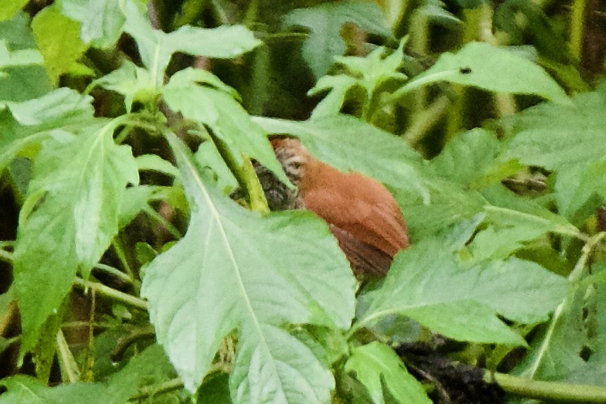 Кордильерская иглохвостка - ML646469900