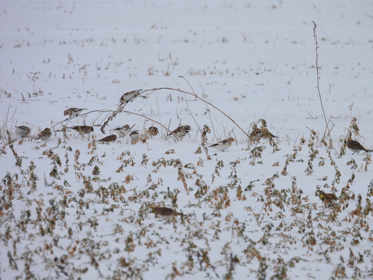 Snow Bunting - ML646469901