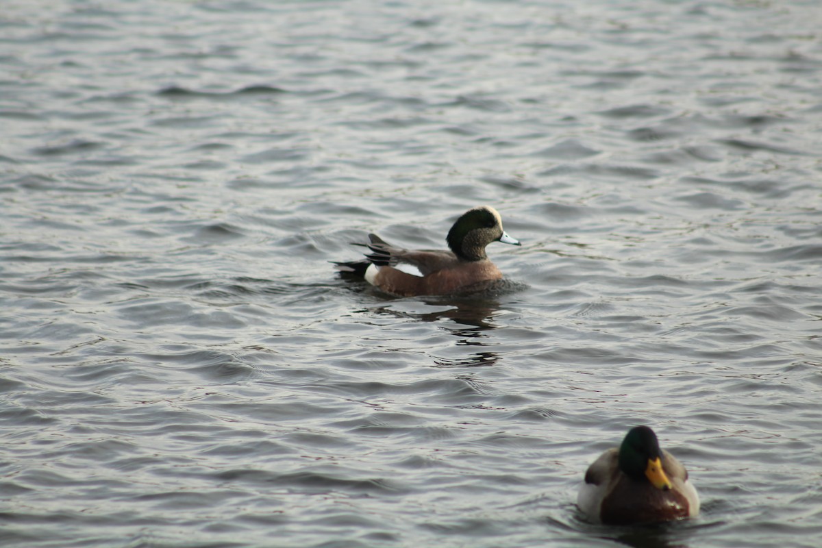 アメリカヒドリ - ML646469902