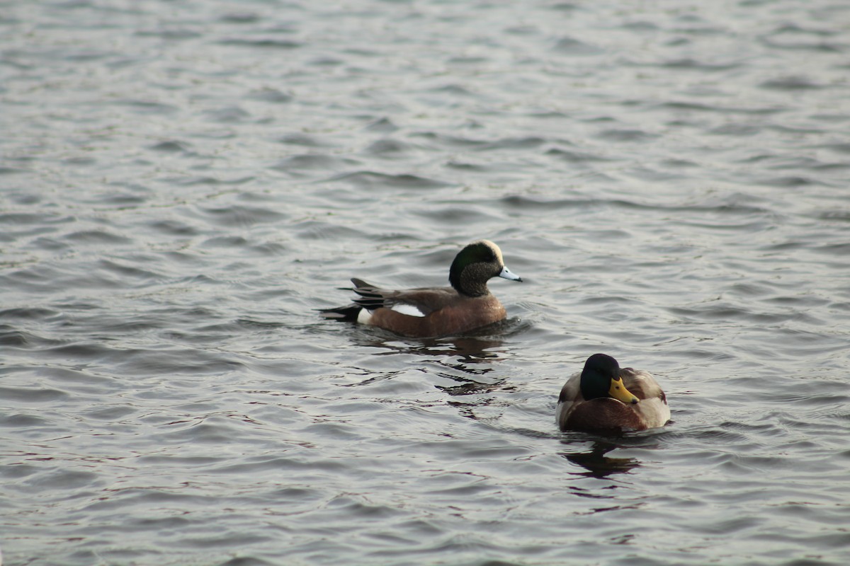 アメリカヒドリ - ML646469903