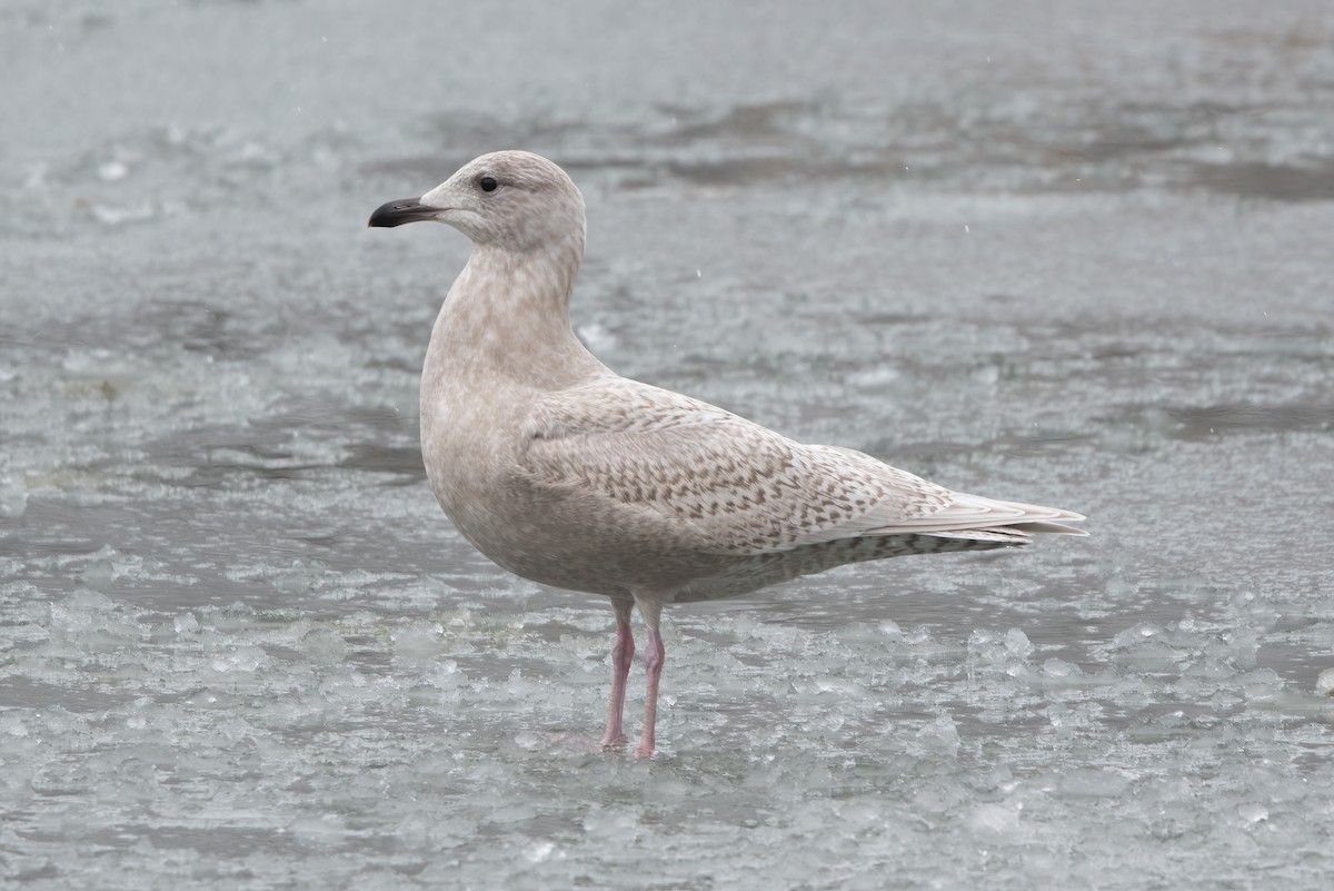 Glaucous Gull - ML646469907