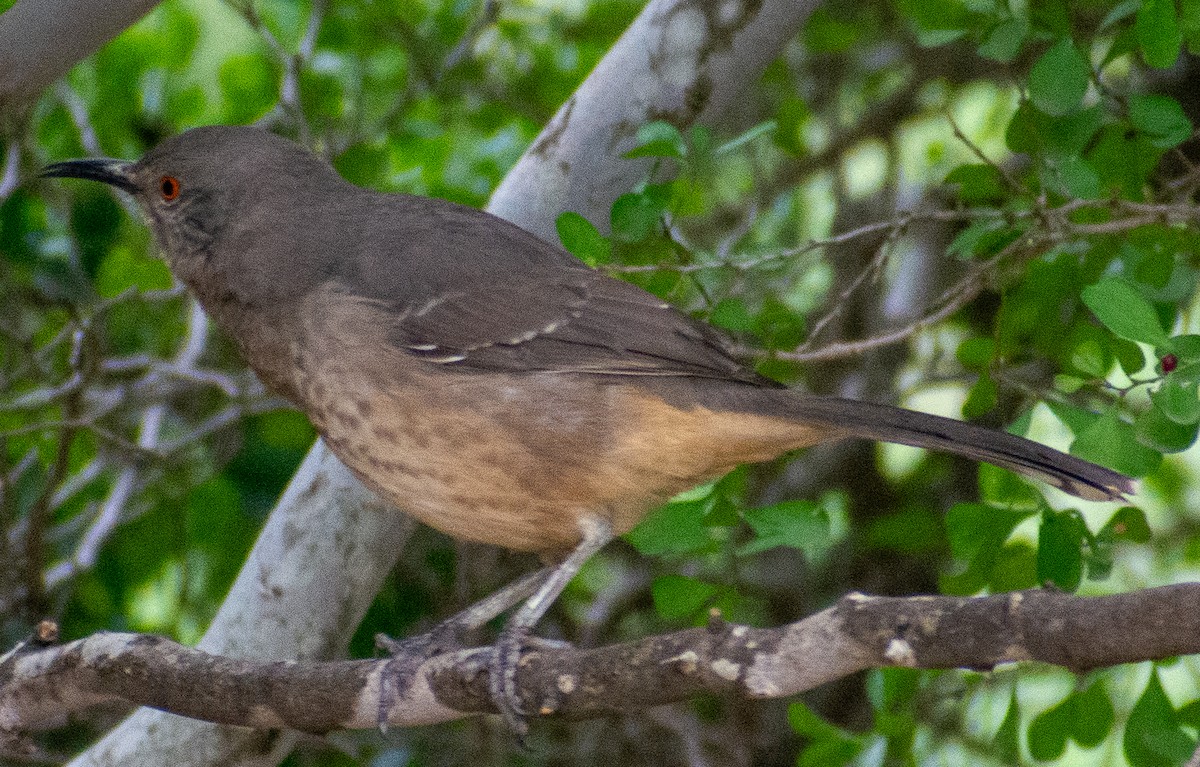 Curve-billed Thrasher - ML646469908