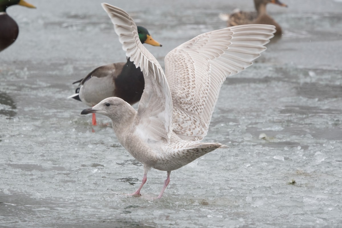 Glaucous Gull - ML646469909