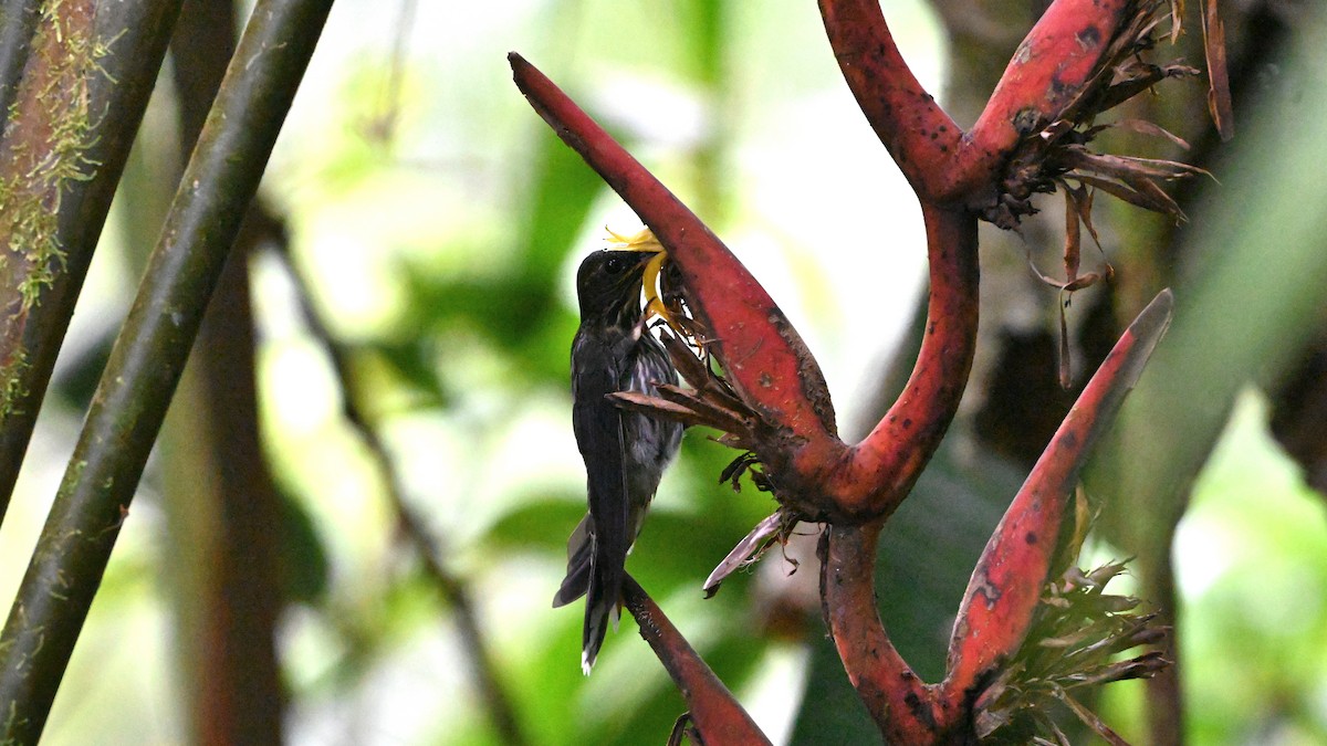 White-tipped Sicklebill - ML646469910
