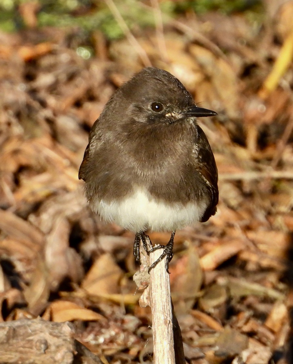 Black Phoebe - ML646469915