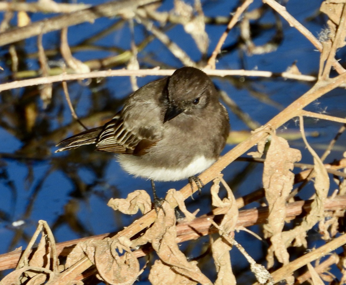 Black Phoebe - ML646469916