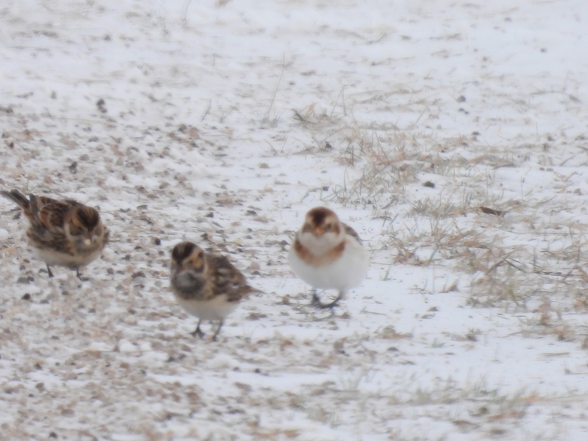 Snow Bunting - ML646469917