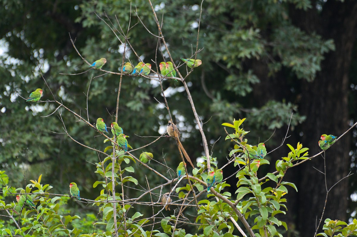 Rosy-faced Lovebird - ML646469918