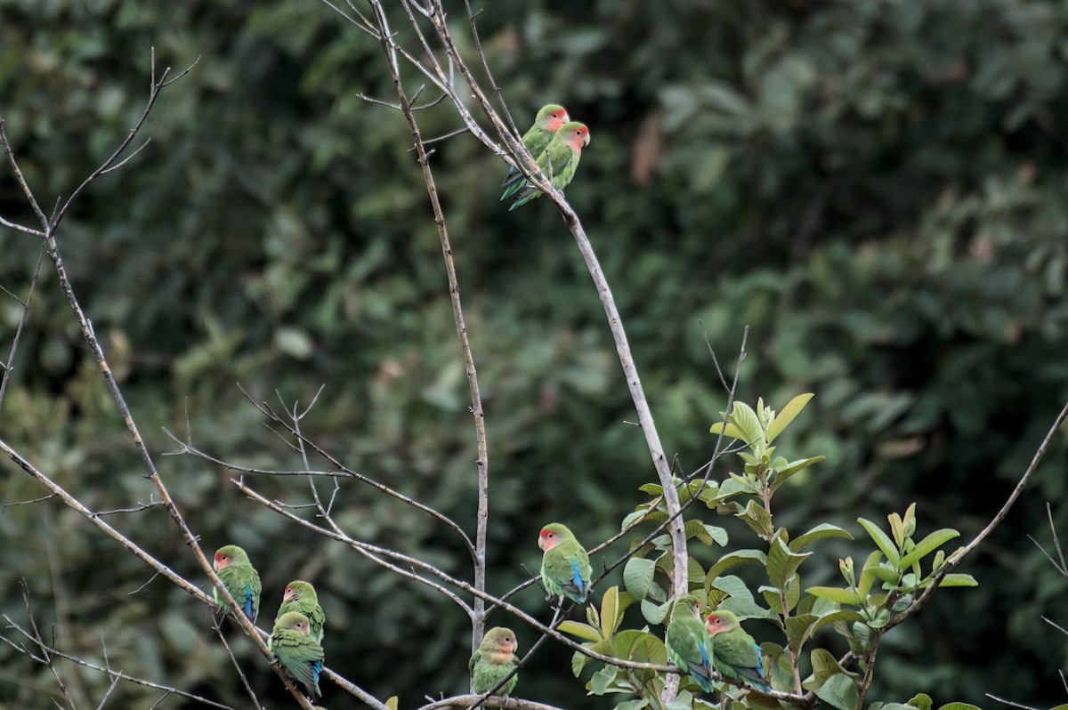 Rosy-faced Lovebird - ML646469919