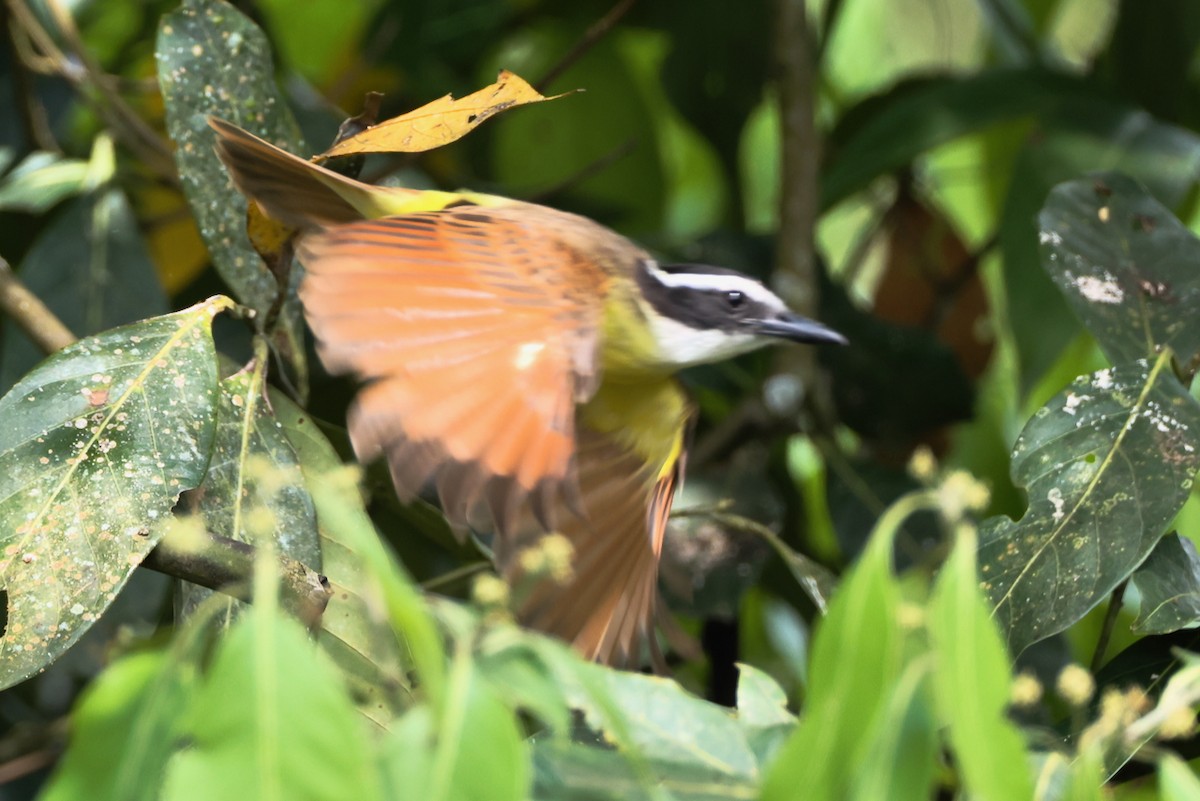 Great Kiskadee - ML646469921