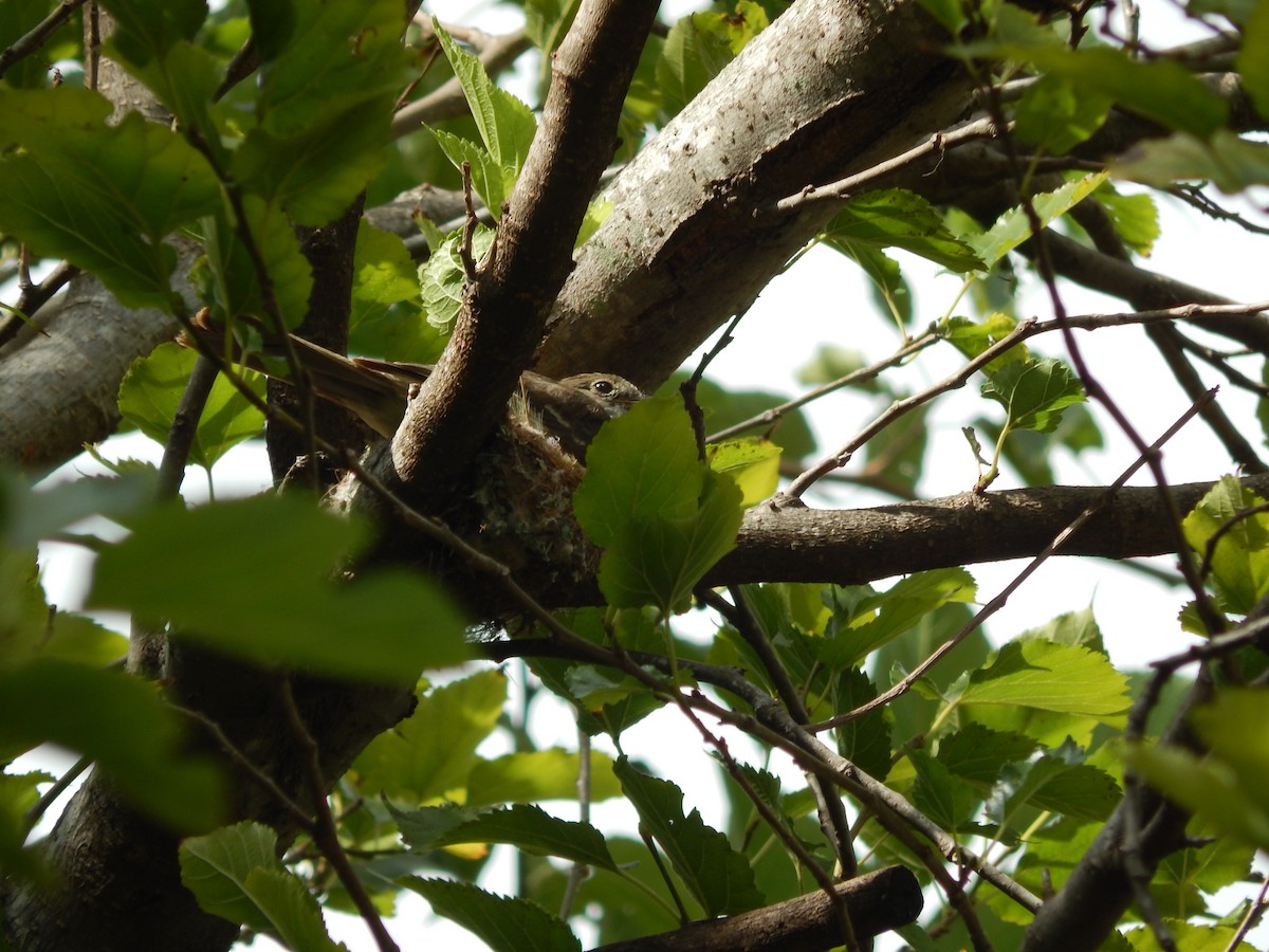 Large Elaenia - ML646469922