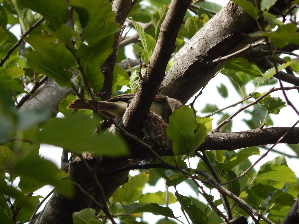 Large Elaenia - ML646469923