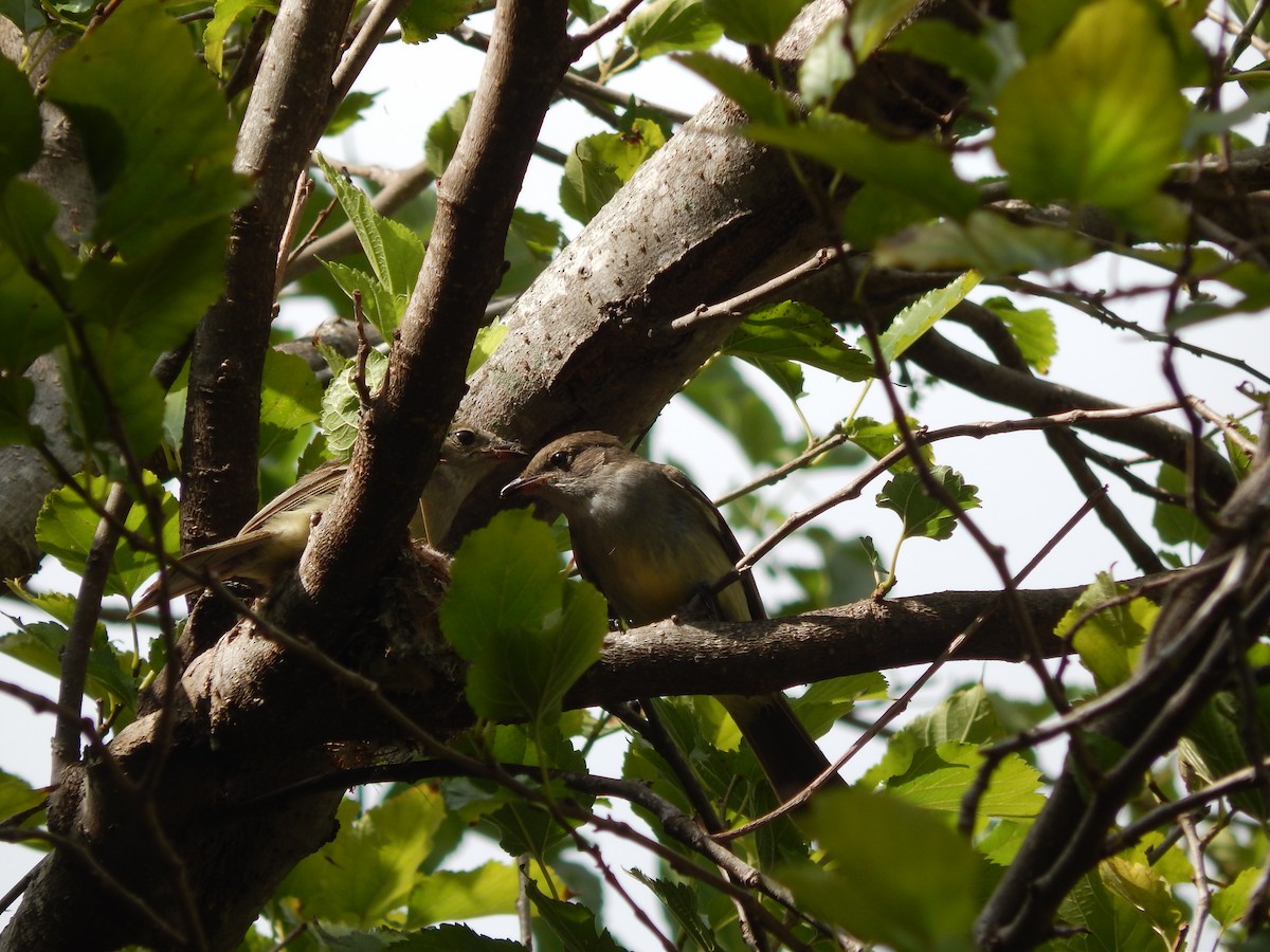 Large Elaenia - ML646469924