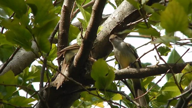 Large Elaenia - ML646469926