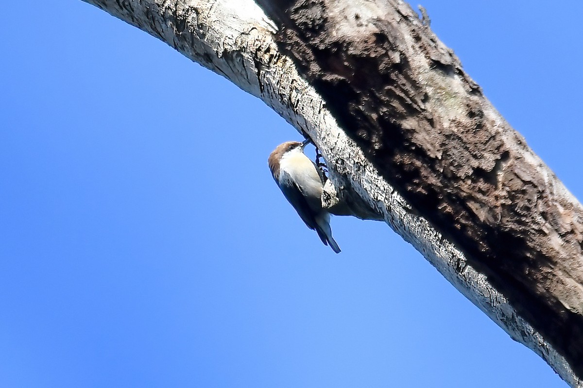 Brown-headed Nuthatch - ML646469927