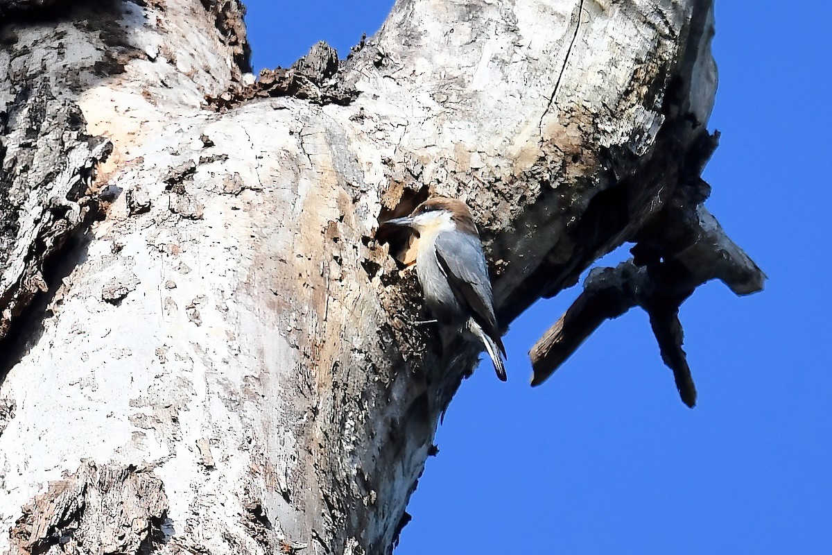 Brown-headed Nuthatch - ML646469928