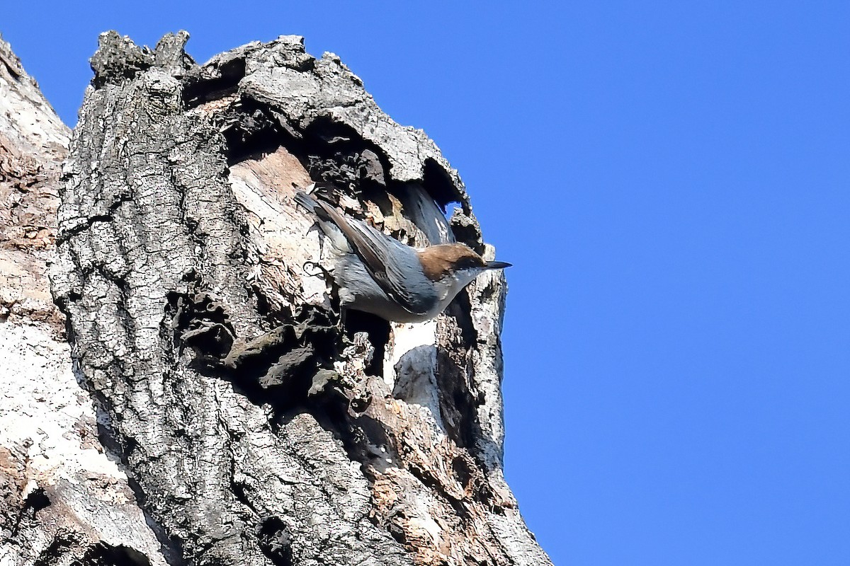 Brown-headed Nuthatch - ML646469929