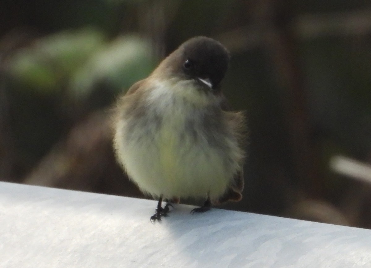 tyranovec domácí - ML646469931