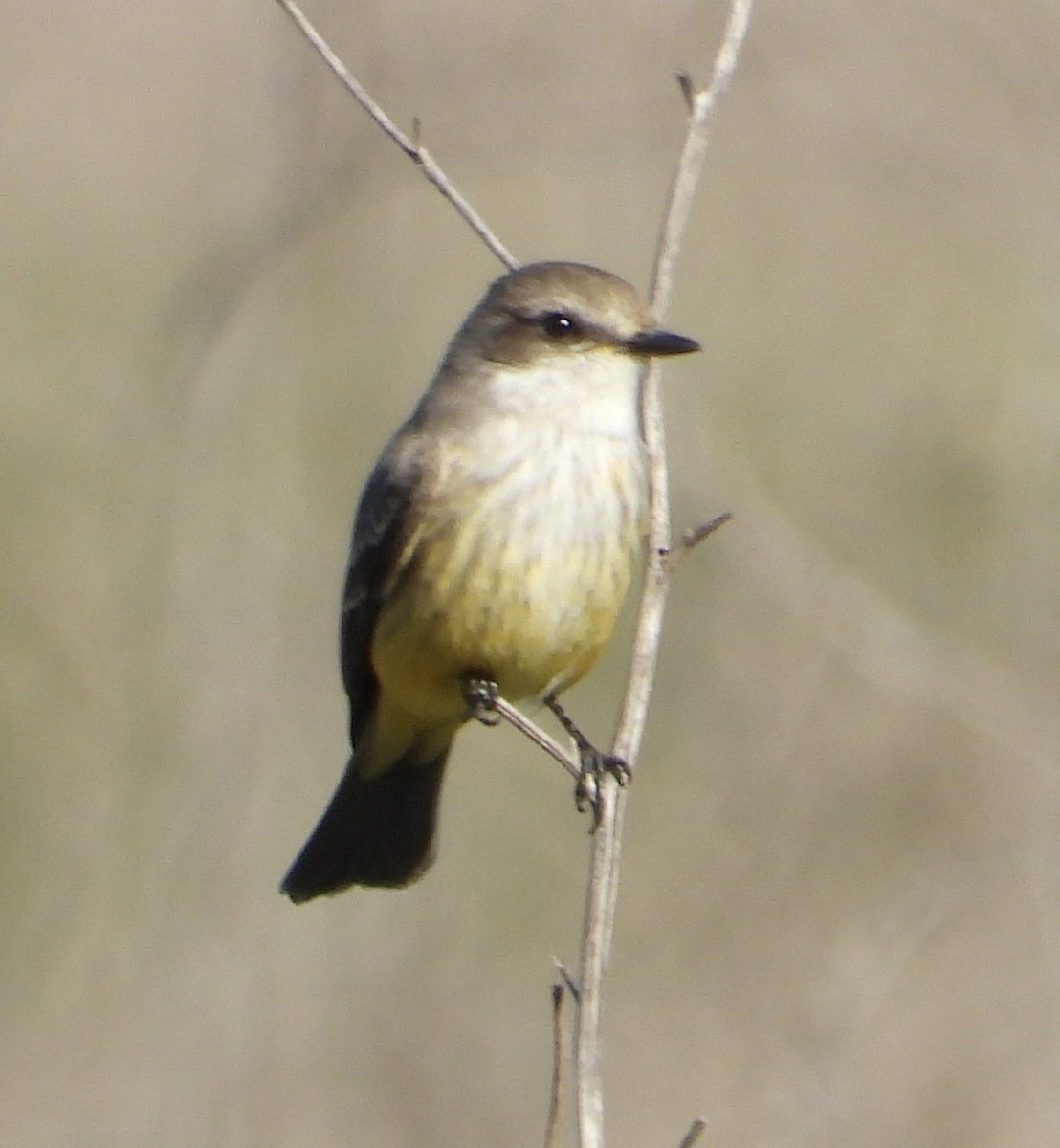 Vermilion Flycatcher - ML646469932