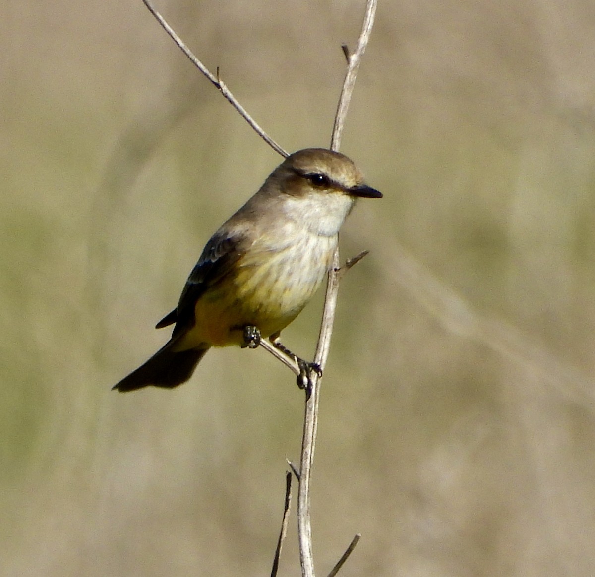 Vermilion Flycatcher - ML646469933