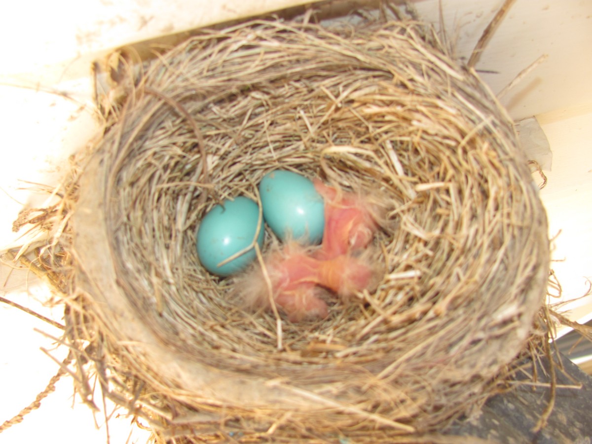 American Robin - ML646469934