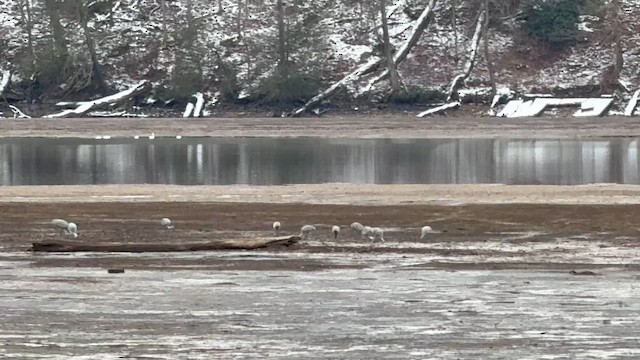 Grue du Canada - ML646469935