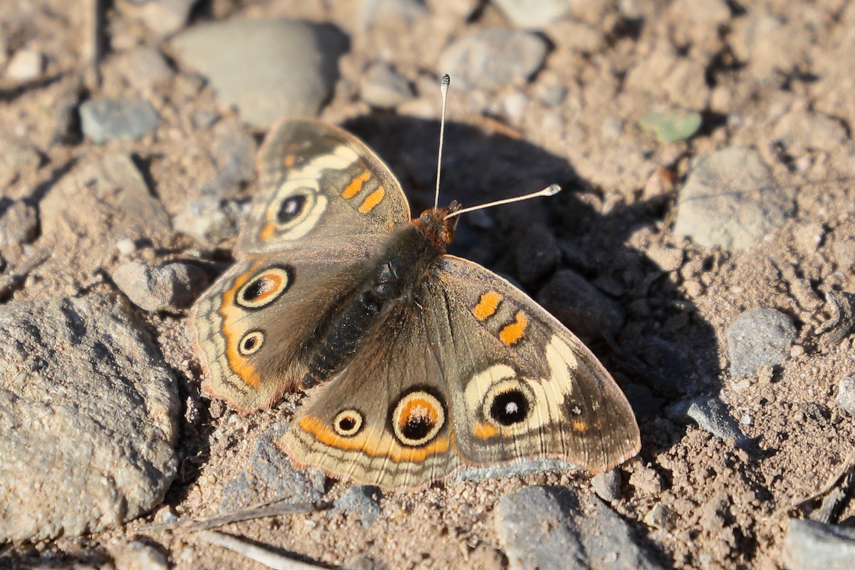 Gray Buckeye - ML646469936