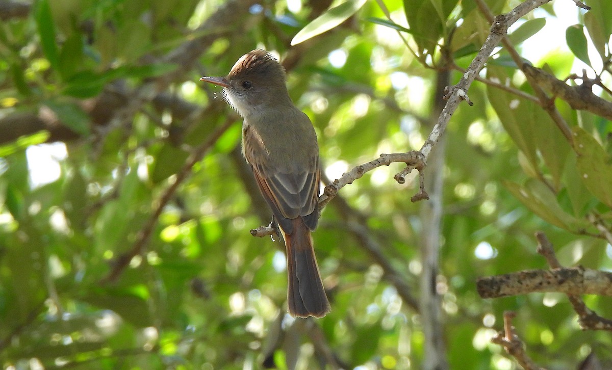 オリーブヒタキモドキ - ML646469937