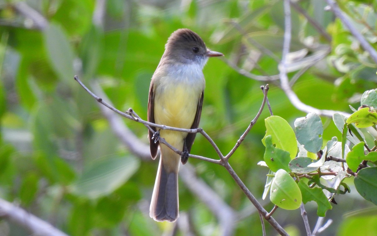 オリーブヒタキモドキ - ML646469938